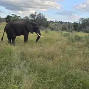 Game Drive