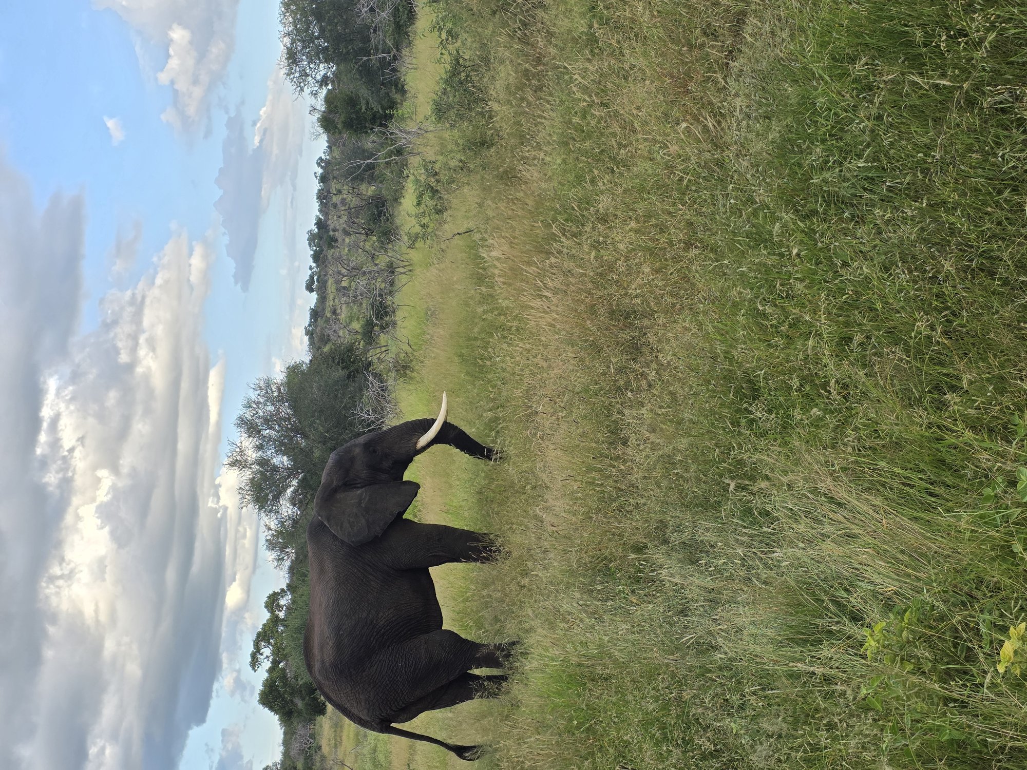 Elephant spotted on a game drive